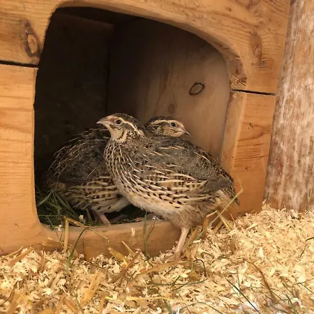 Granbichlhof شقة سولدن