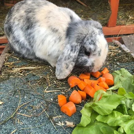 شقة Granbichlhof *