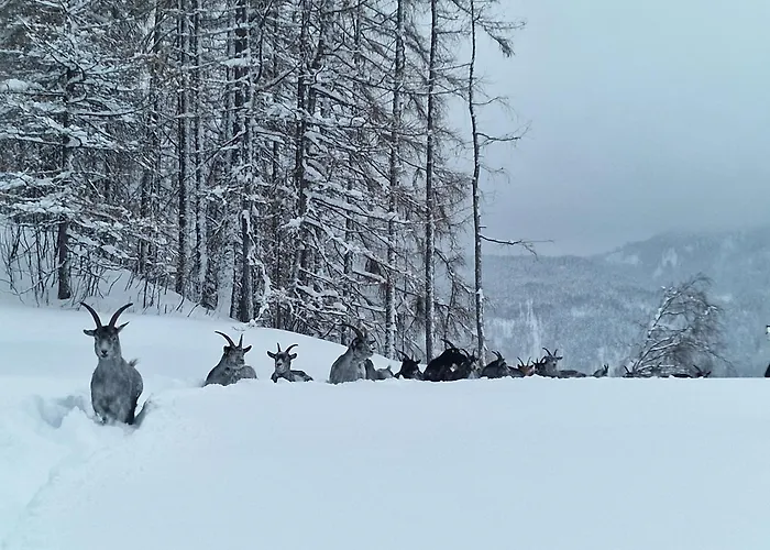 Granbichlhof Апартаменты *