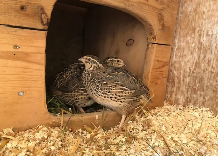 Granbichlhof Lejlighed Sölden