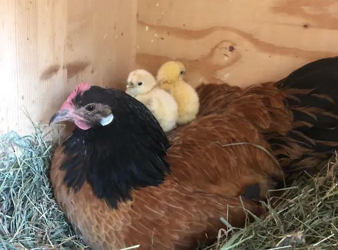 Апартаменты Granbichlhof *